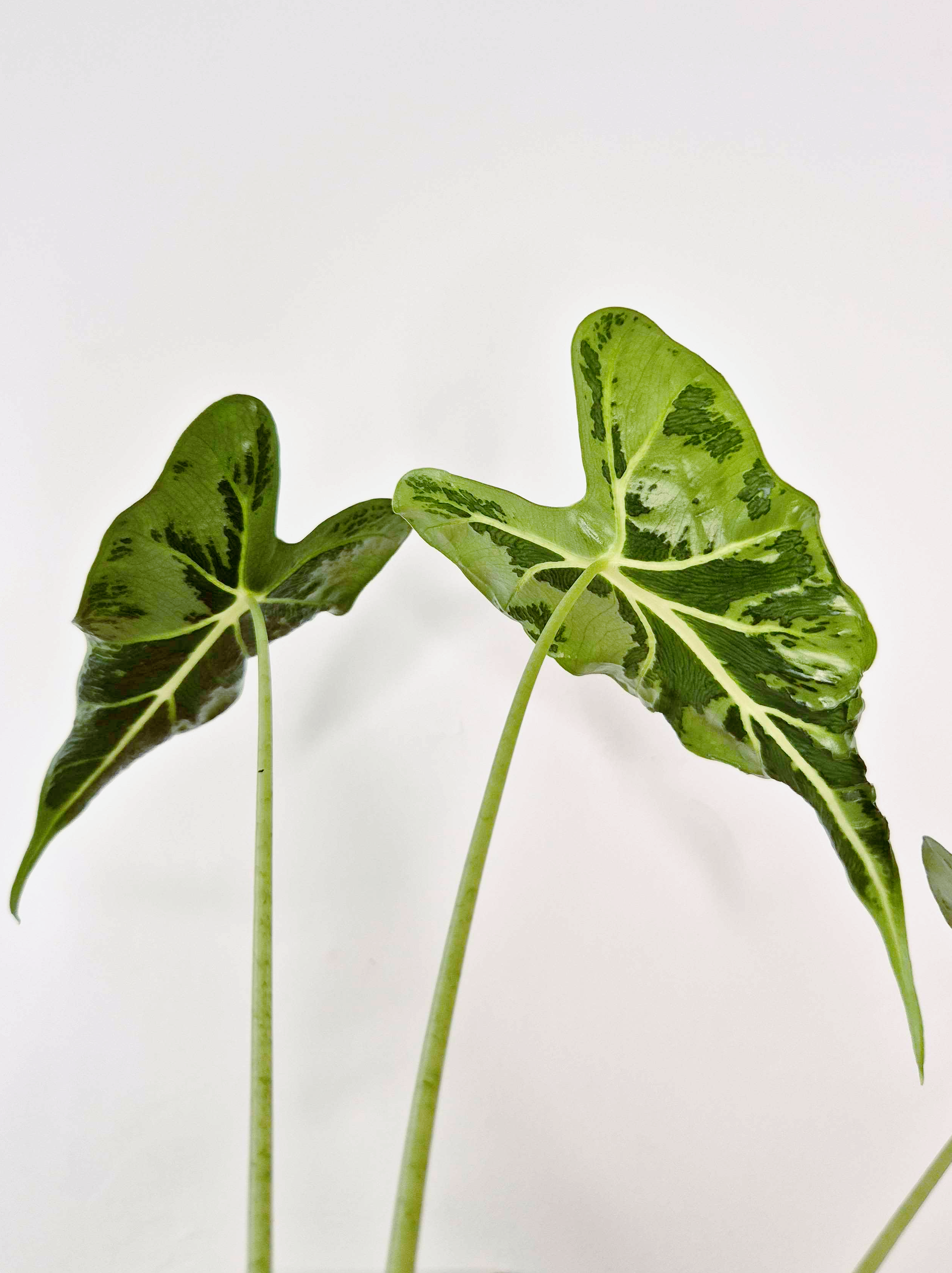 Alocasia micholitziana 'Frydek Tattoo'
