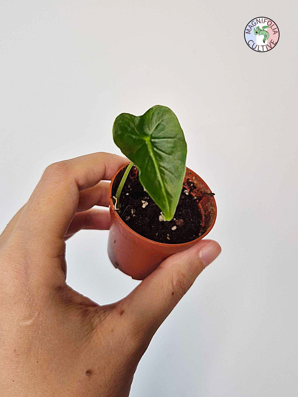 Alocasia micholitziana 'Frydek Tattoo'