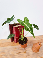 Alocasia micholitziana 'Frydek Tattoo'