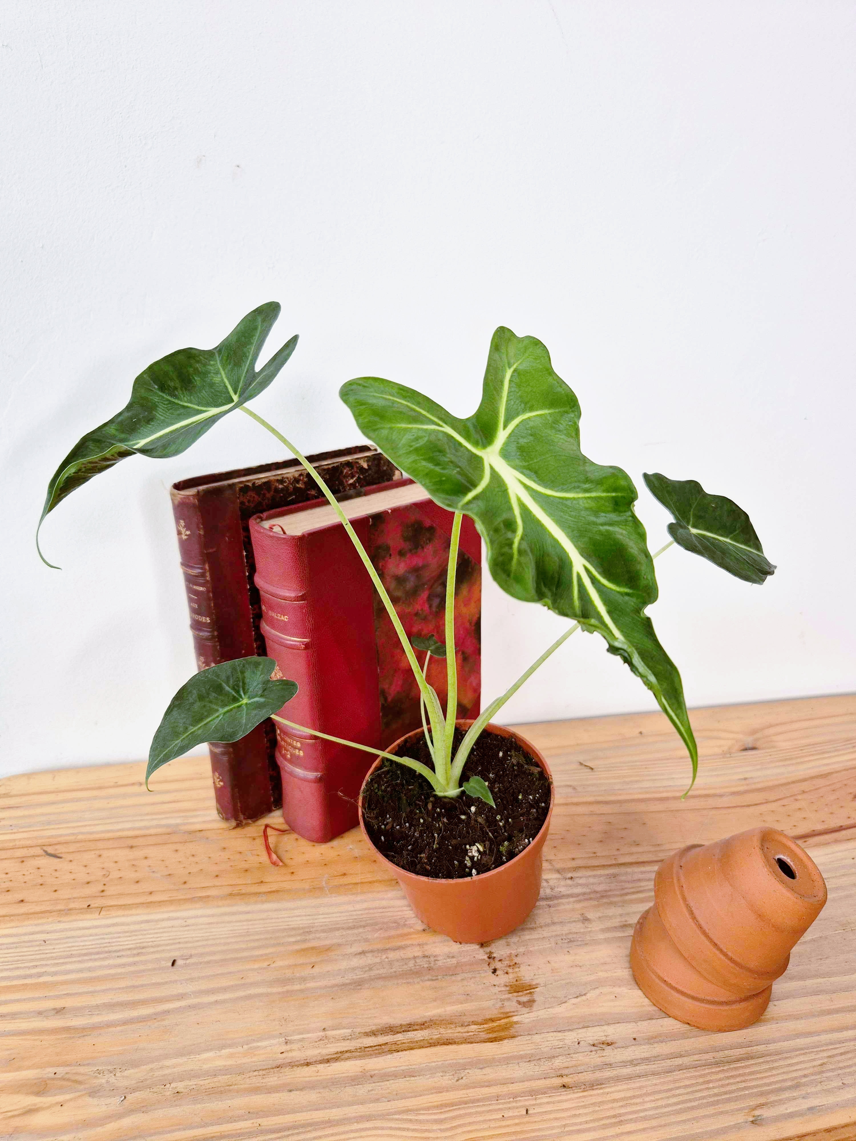 Alocasia micholitziana 'Frydek Tattoo'