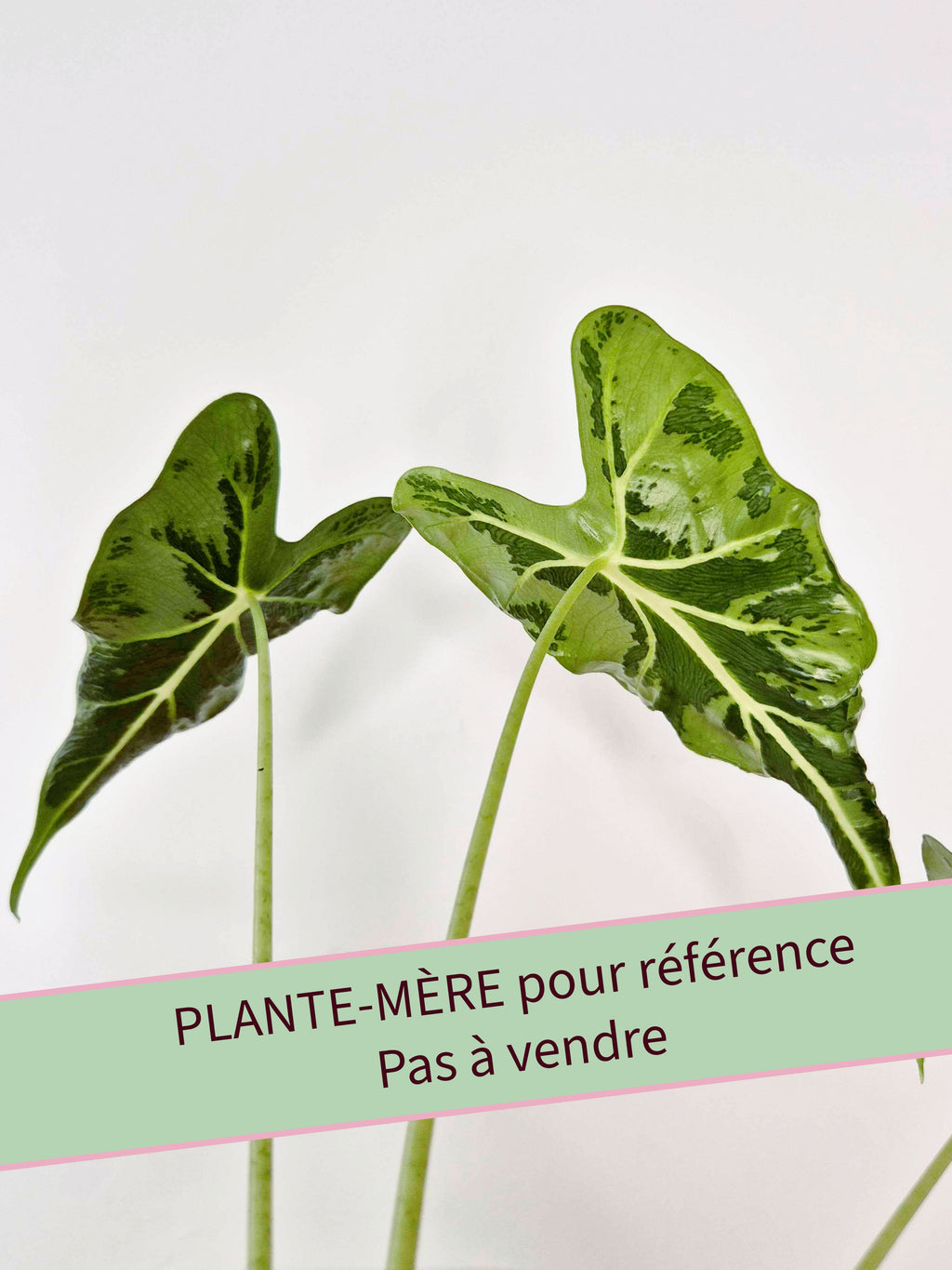 Alocasia micholitziana 'Frydek Tattoo'