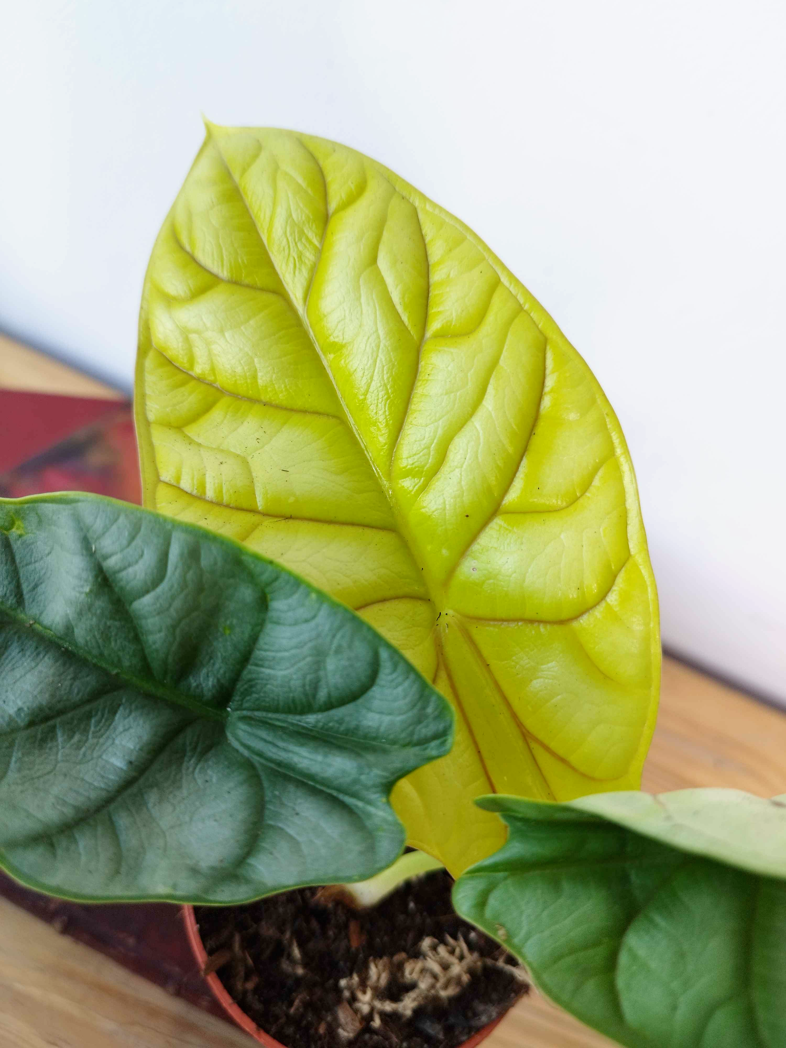 Alocasia baginda 'Golden Dragon'