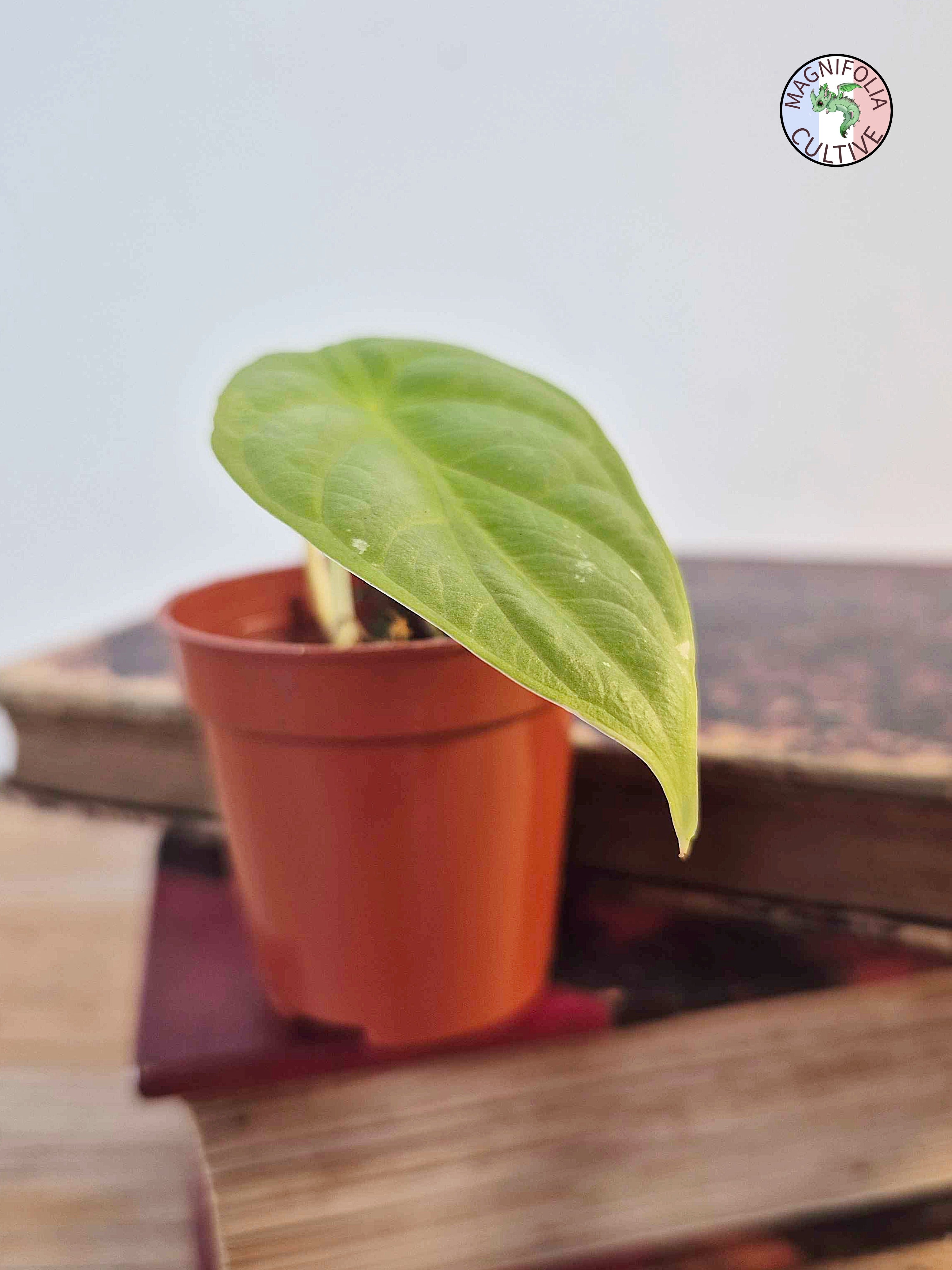 Alocasia baginda 'Golden Dragon'