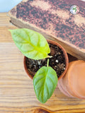 Alocasia baginda 'Golden Dragon'