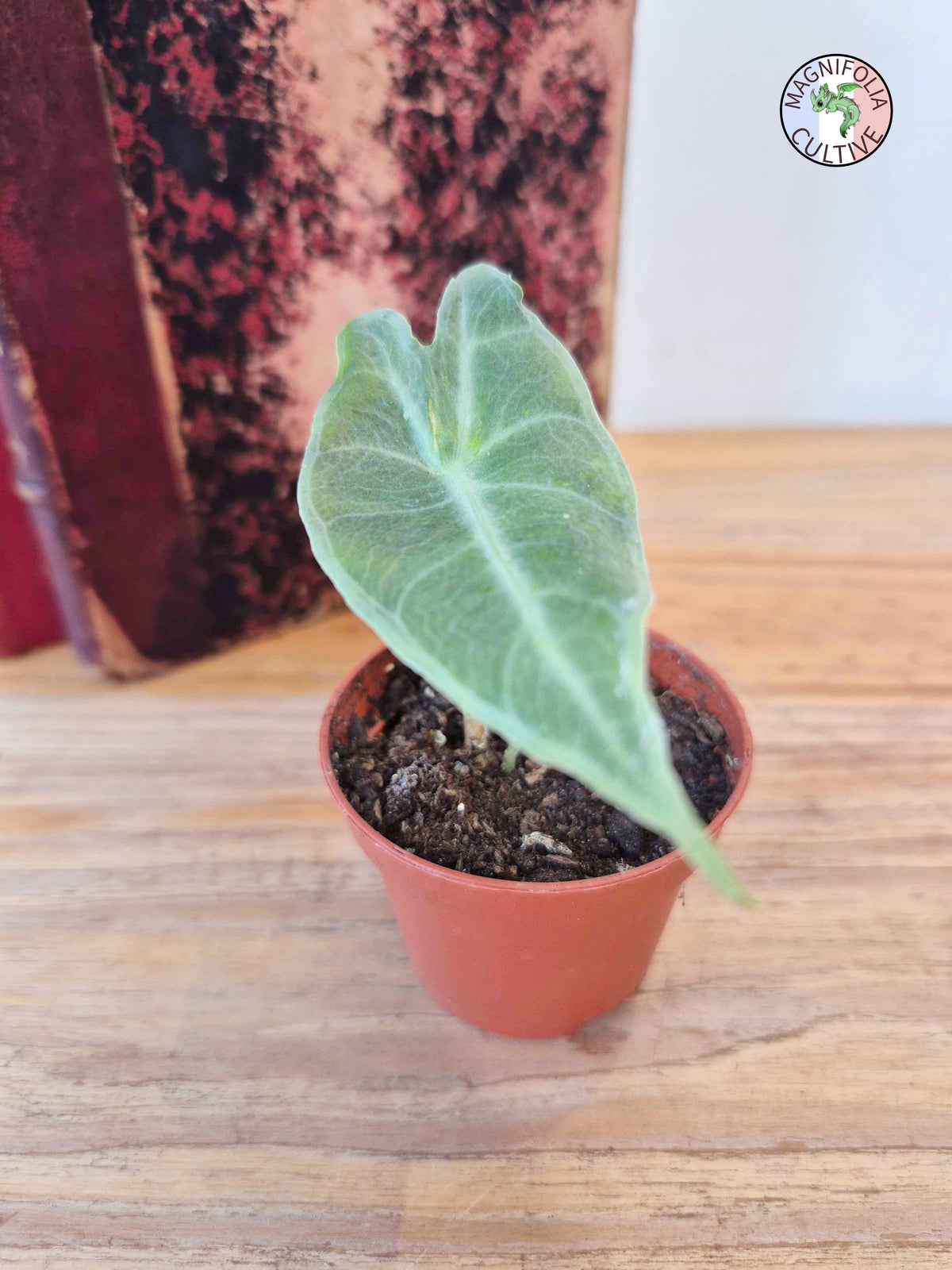 Alocasia longiloba Silver