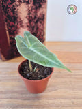Alocasia longiloba Silver