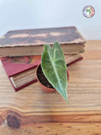 Alocasia longiloba Silver