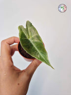 Alocasia longiloba Silver