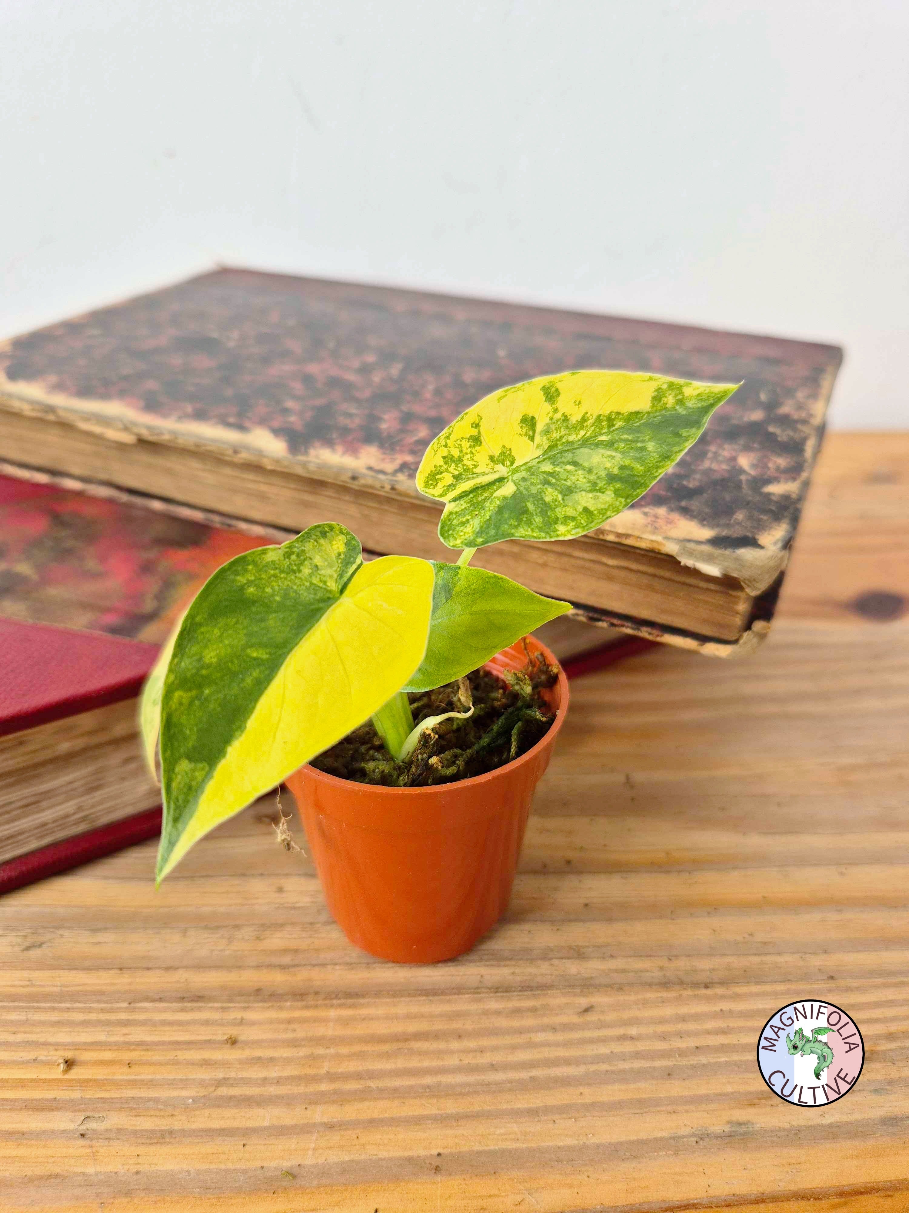 Alocasia macrorrhizos 'Aurea Variegata'