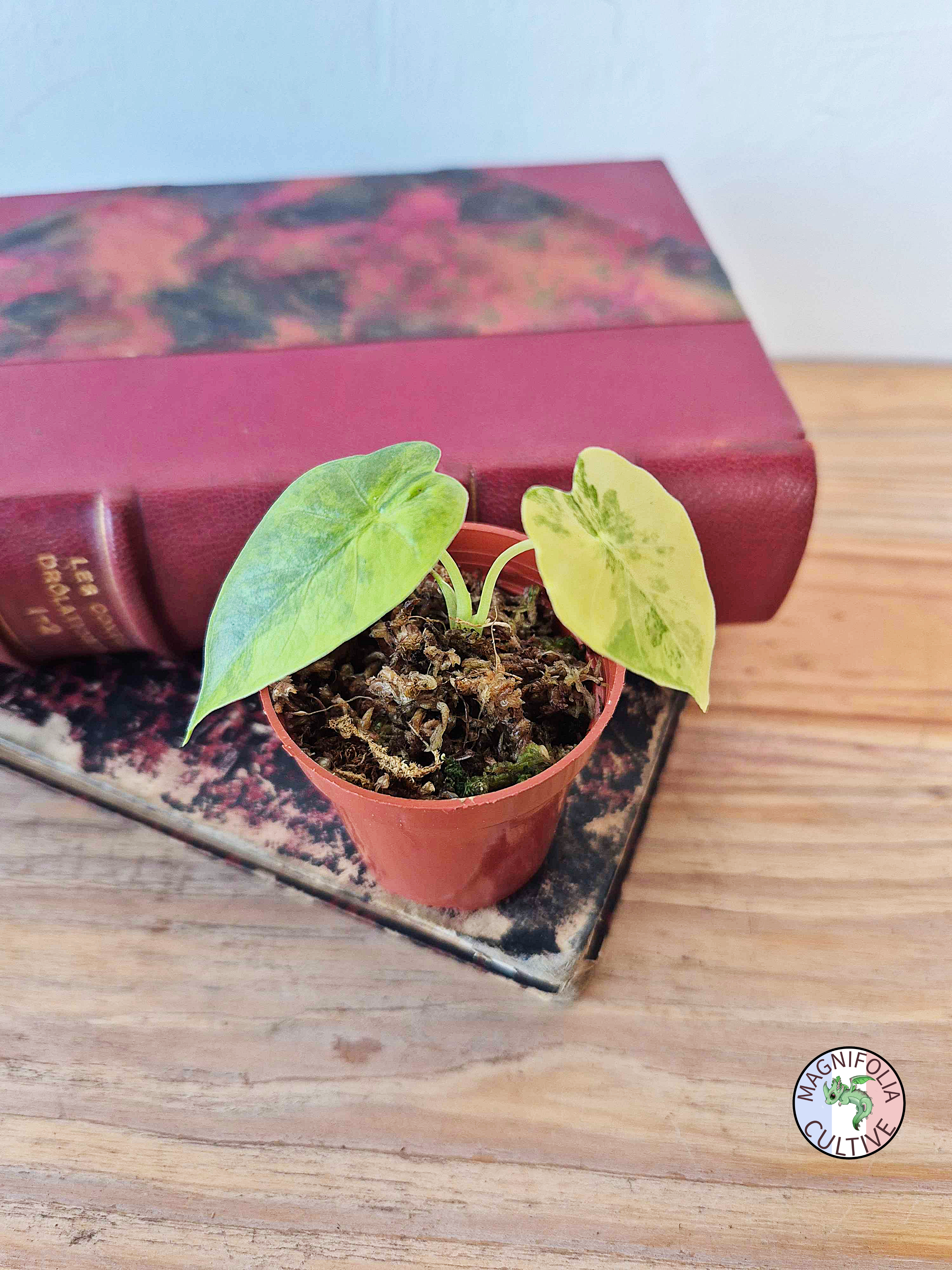 Alocasia macrorrhizos 'Aurea Variegata'