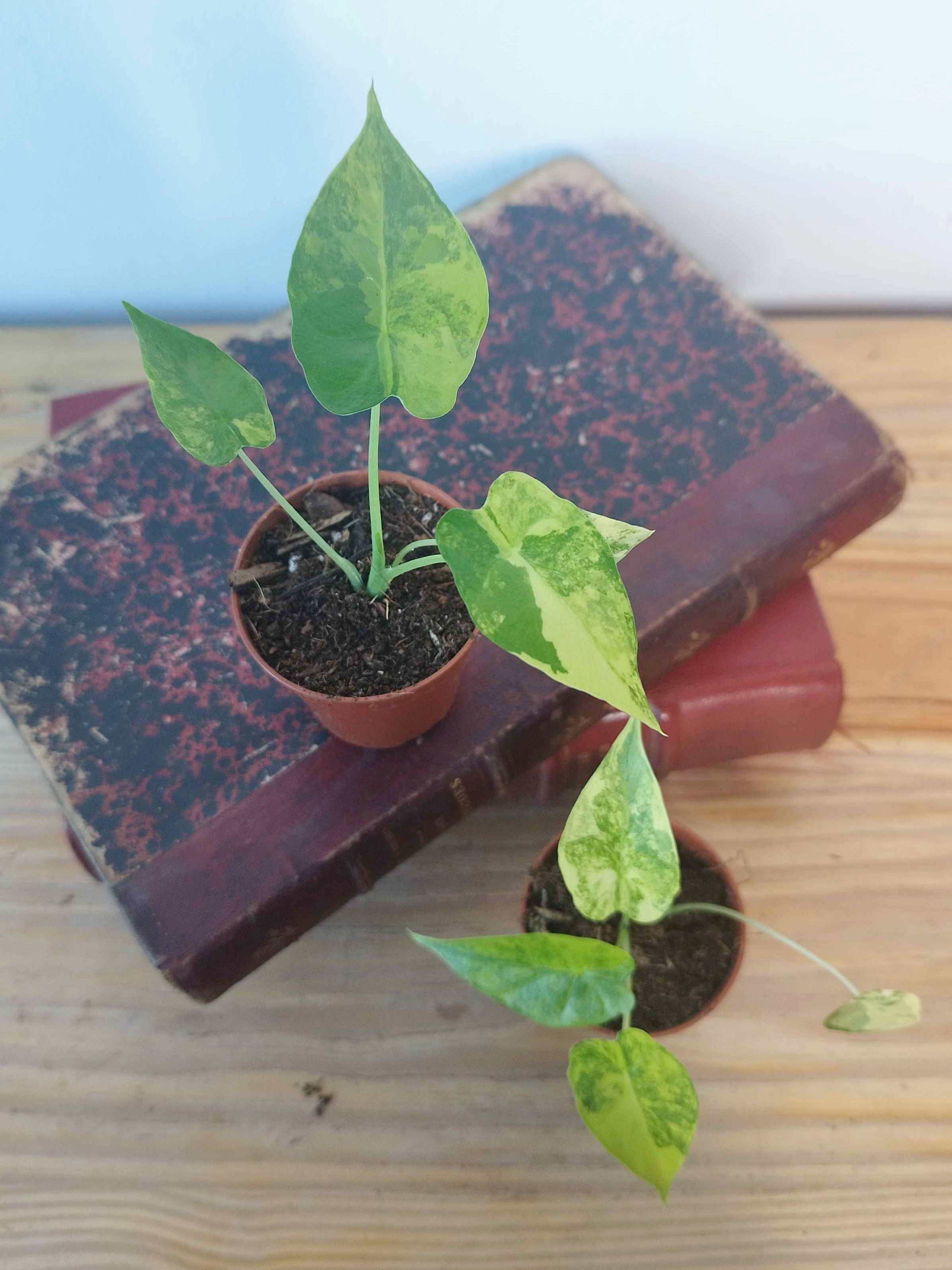 Alocasia macrorrhizos 'Aurea Variegata'