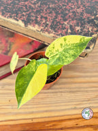 Alocasia macrorrhizos 'Aurea Variegata'