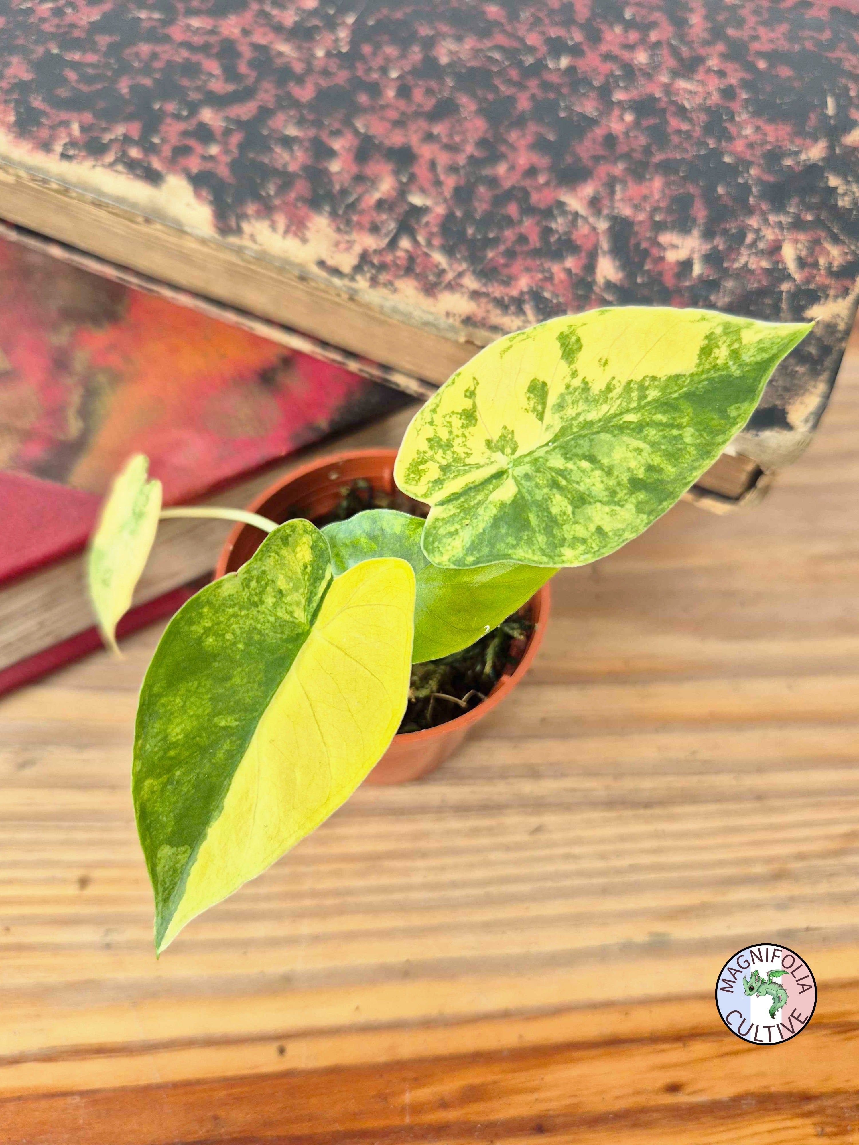 Alocasia macrorrhizos 'Aurea Variegata'