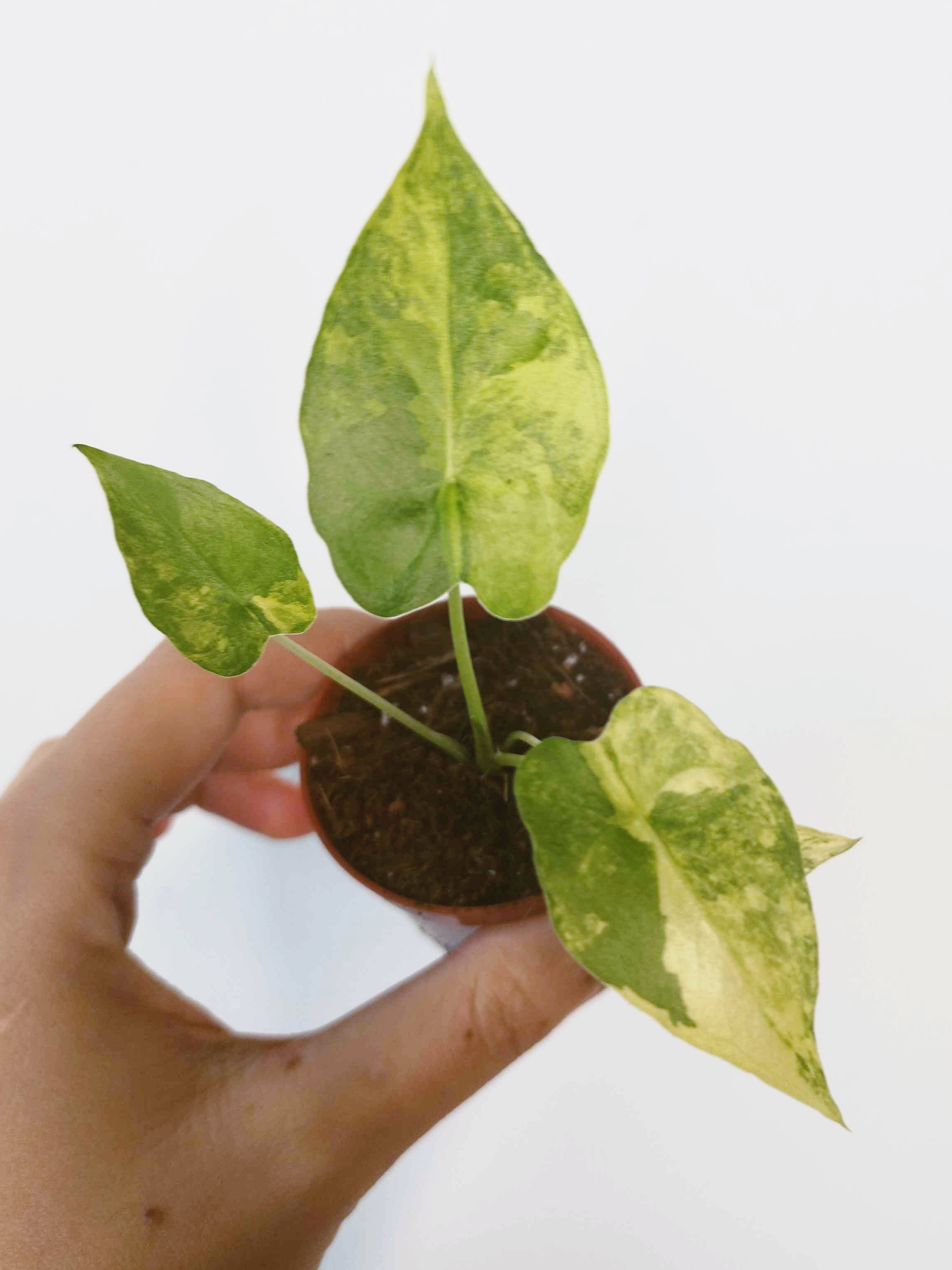 Alocasia macrorrhizos 'Aurea Variegata'