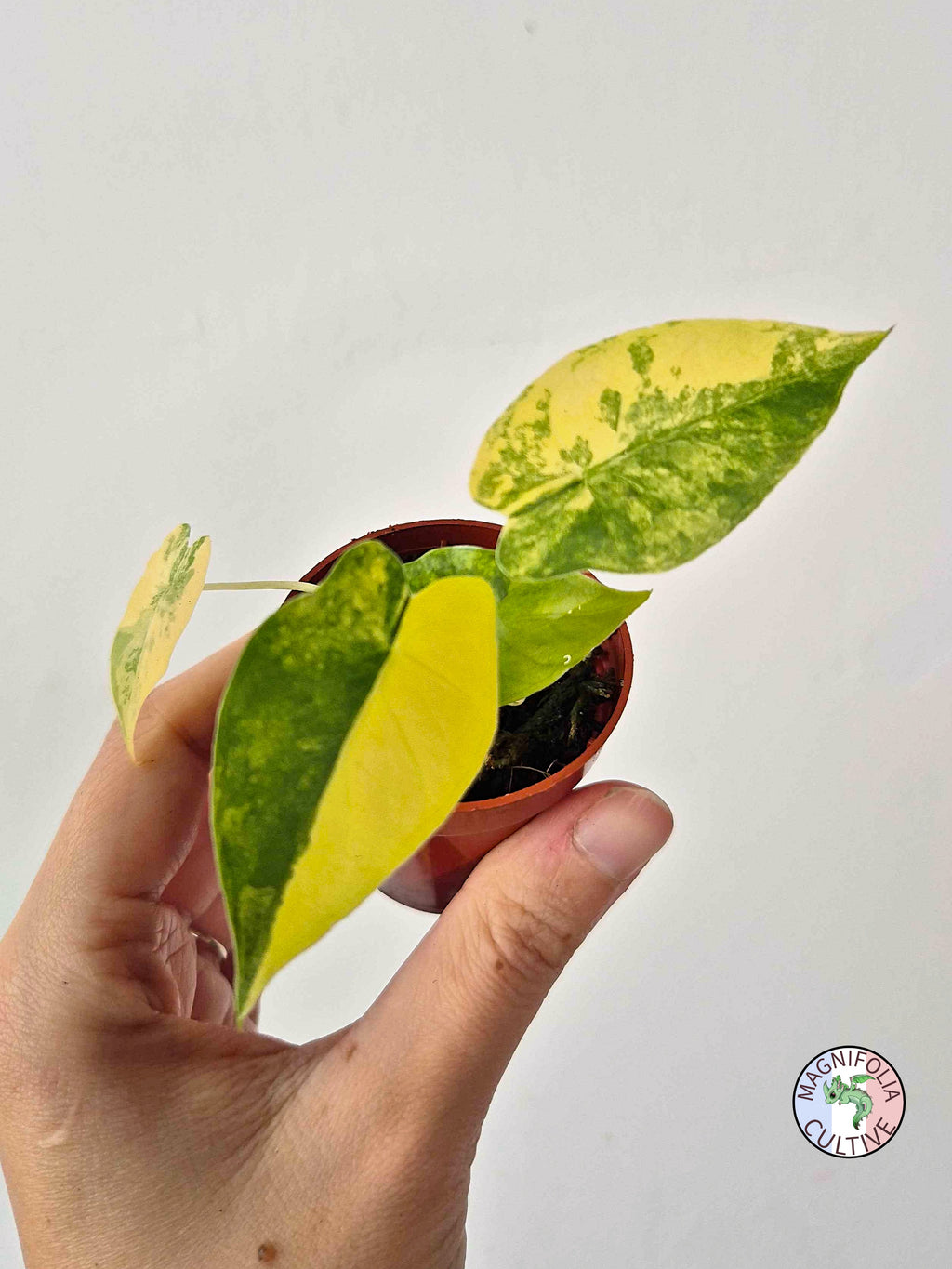 Alocasia macrorrhizos 'Aurea Variegata'