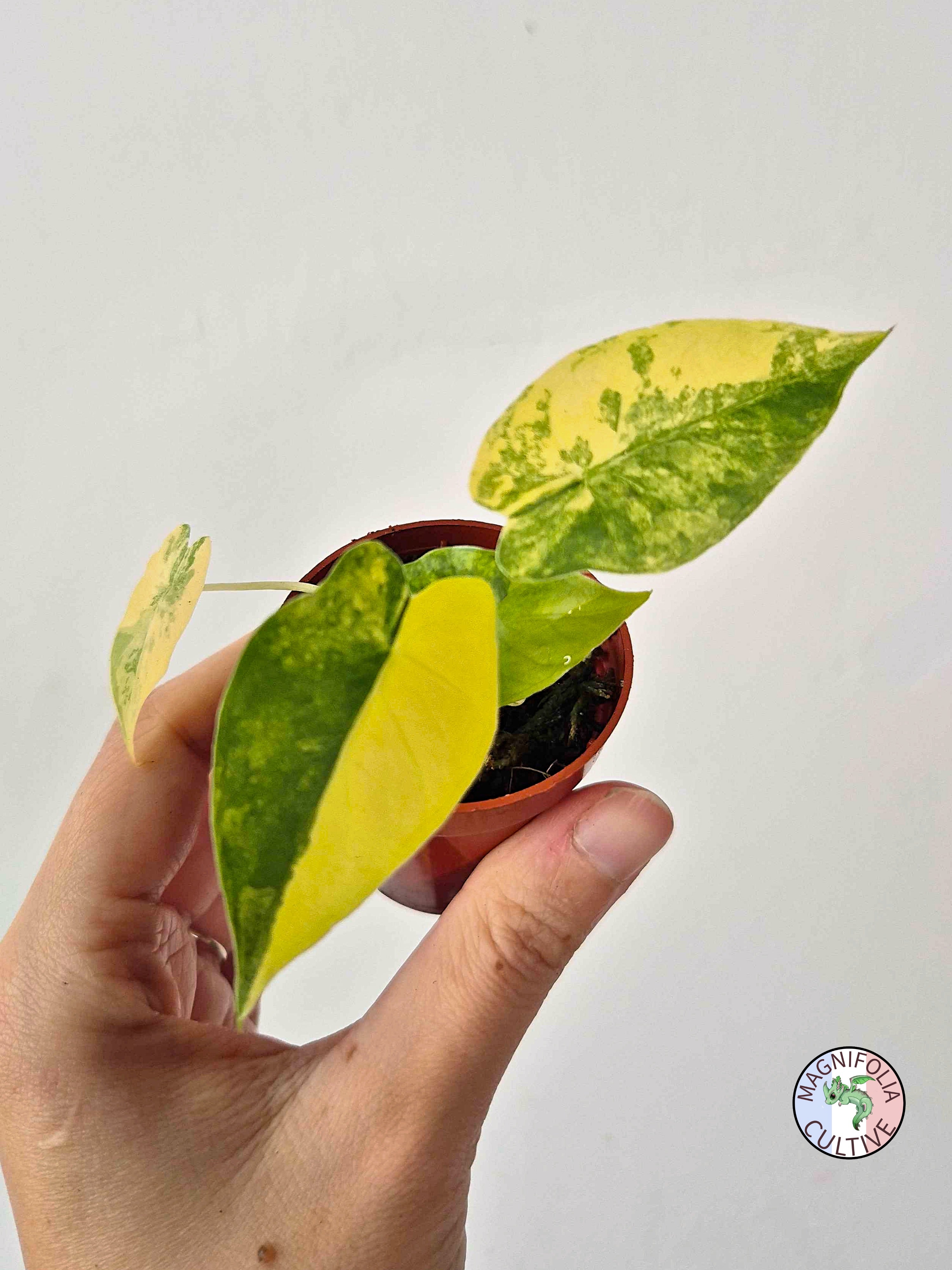 Alocasia macrorrhizos 'Aurea Variegata'