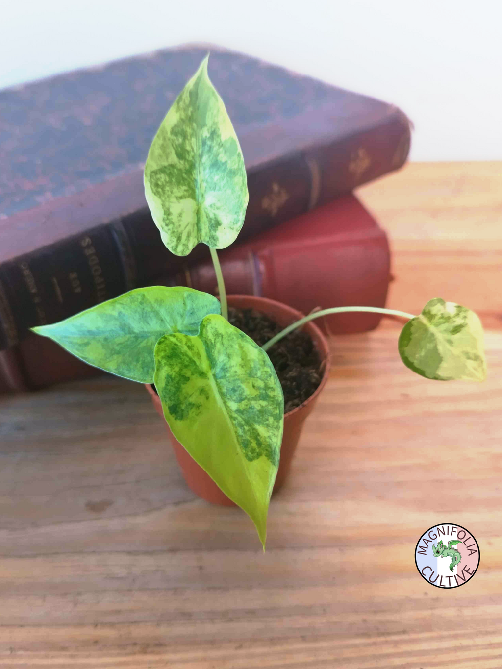 Alocasia macrorrhizos 'Aurea Variegata'