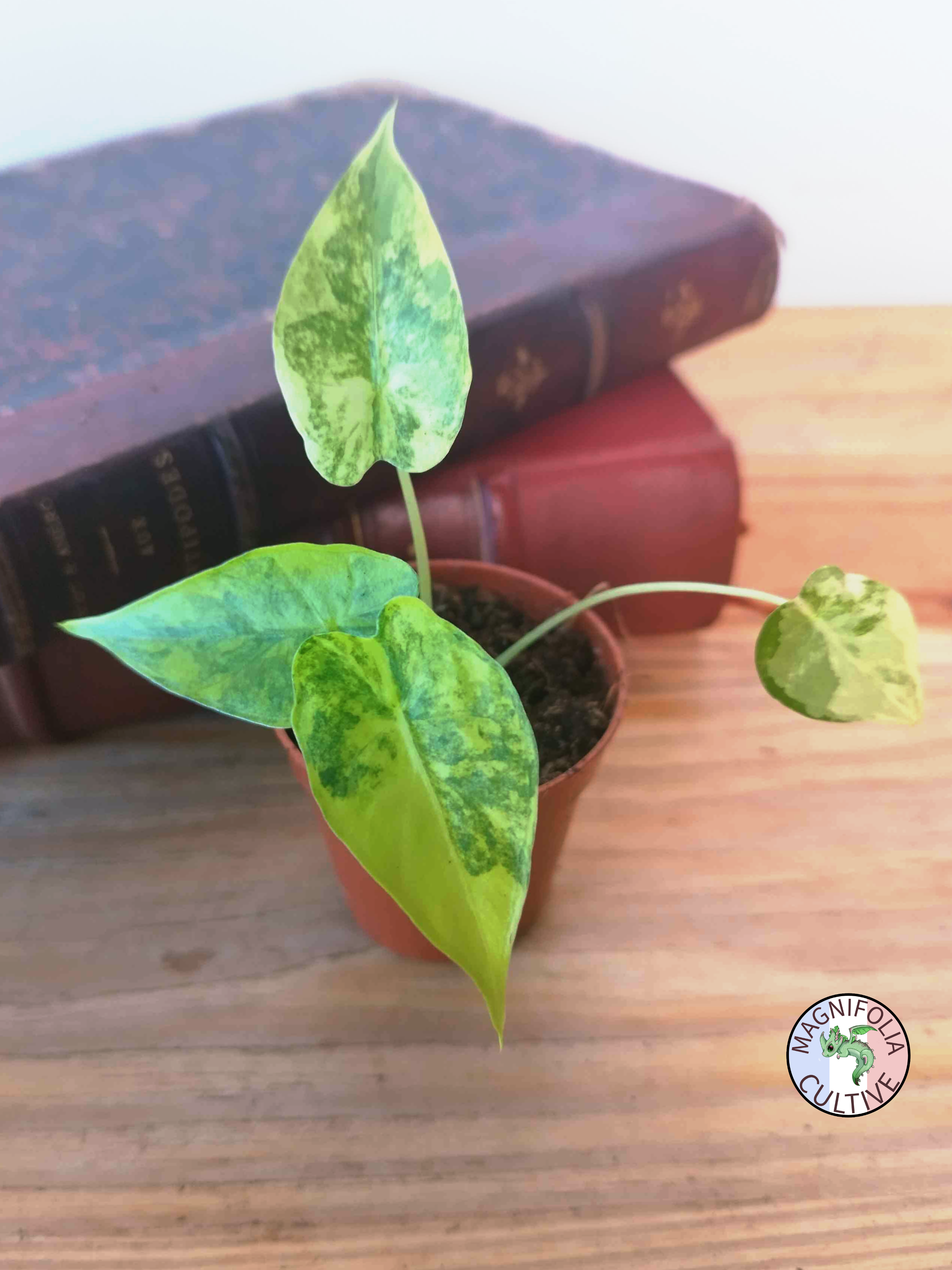 Alocasia macrorrhizos 'Aurea Variegata'