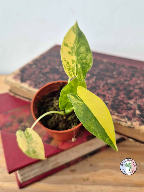 Alocasia macrorrhizos 'Aurea Variegata'
