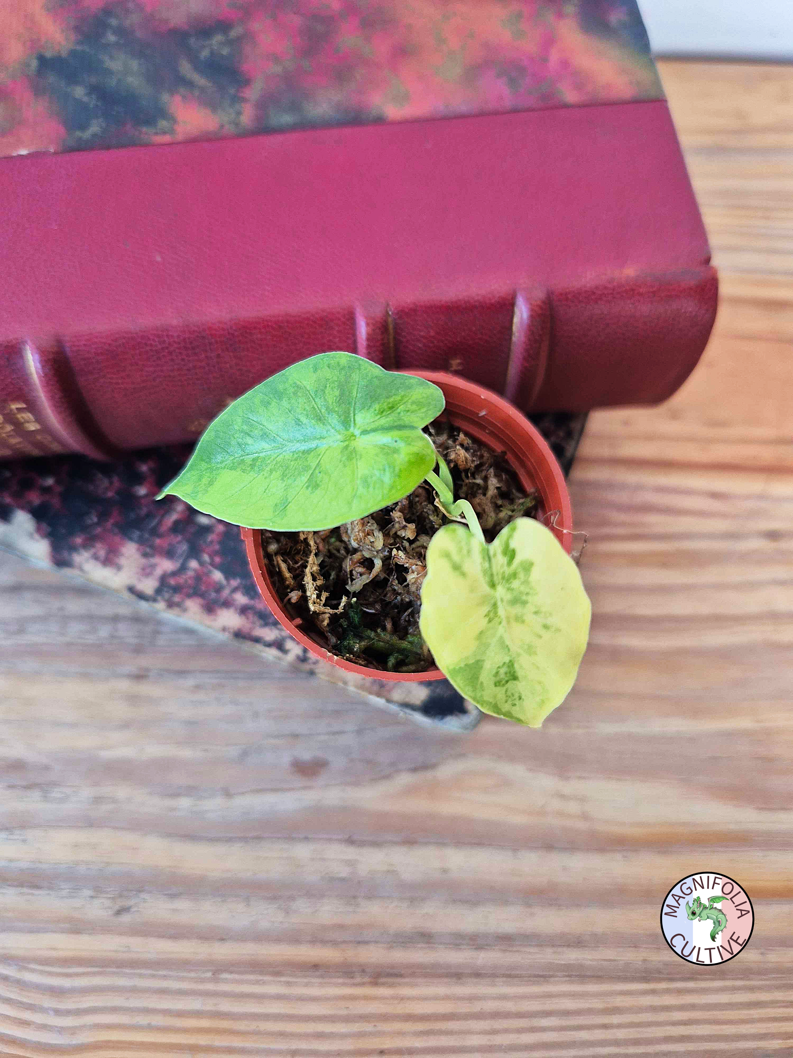Alocasia macrorrhizos 'Aurea Variegata'