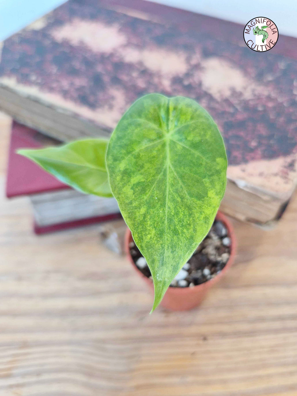Alocasia macrorrhizos 'Aurea Variegata'