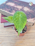 Alocasia macrorrhizos 'Aurea Variegata'