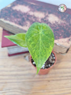 Alocasia macrorrhizos 'Aurea Variegata'