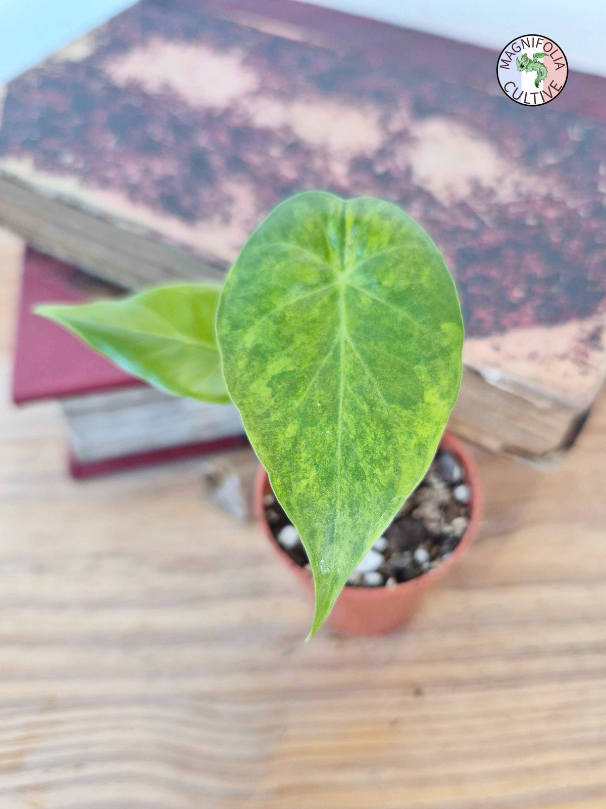 Alocasia macrorrhizos 'Aurea Variegata'