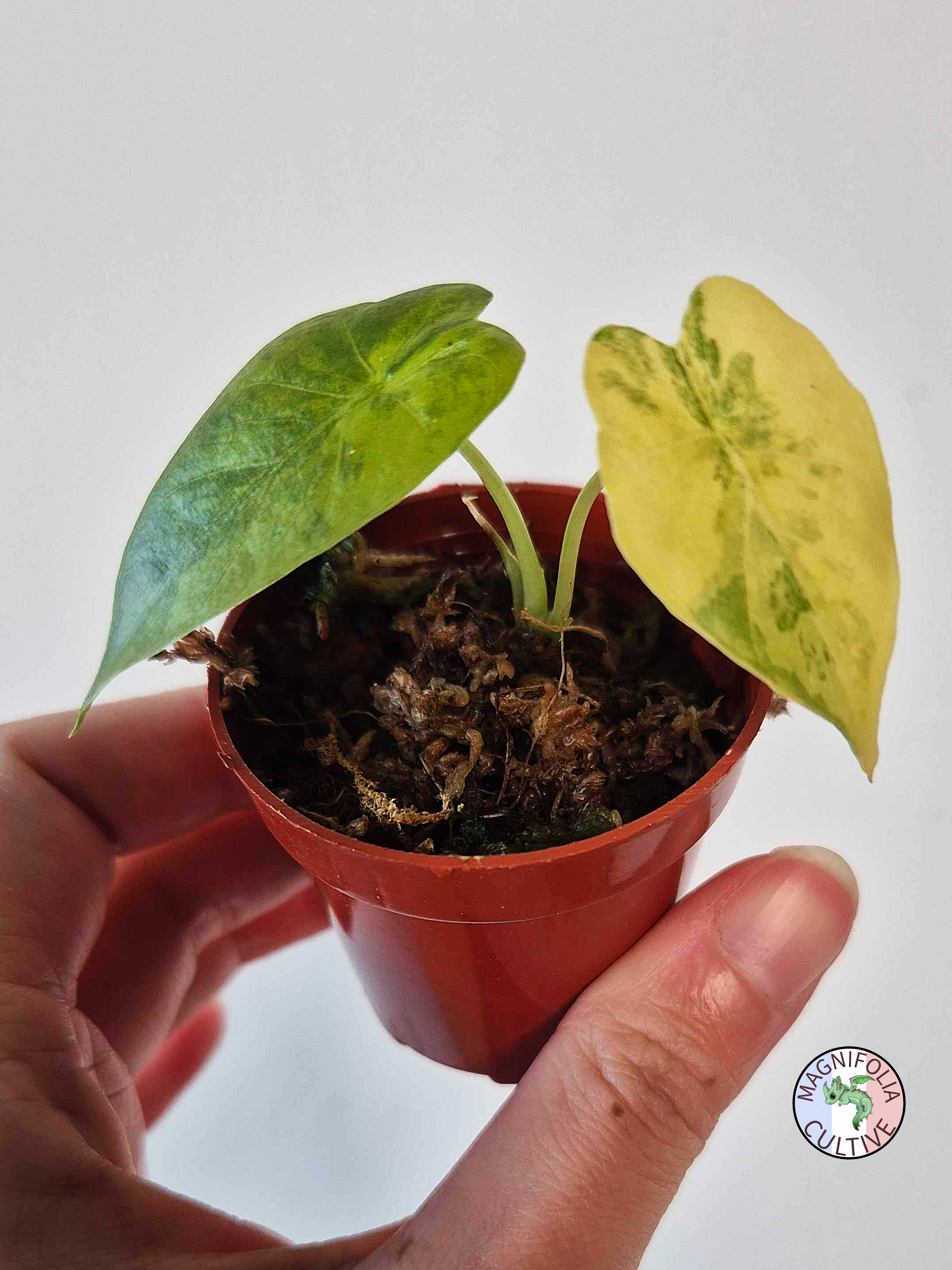 Alocasia macrorrhizos 'Aurea Variegata'
