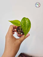 Alocasia macrorrhizos 'Aurea Variegata'