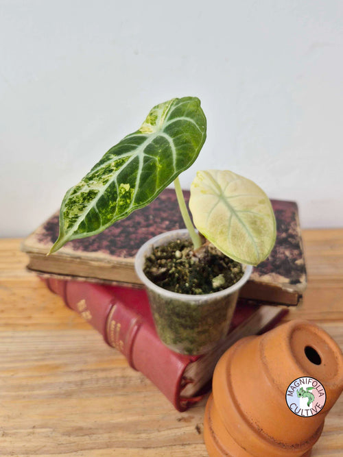 Alocasia 'Ninja Tricolor'