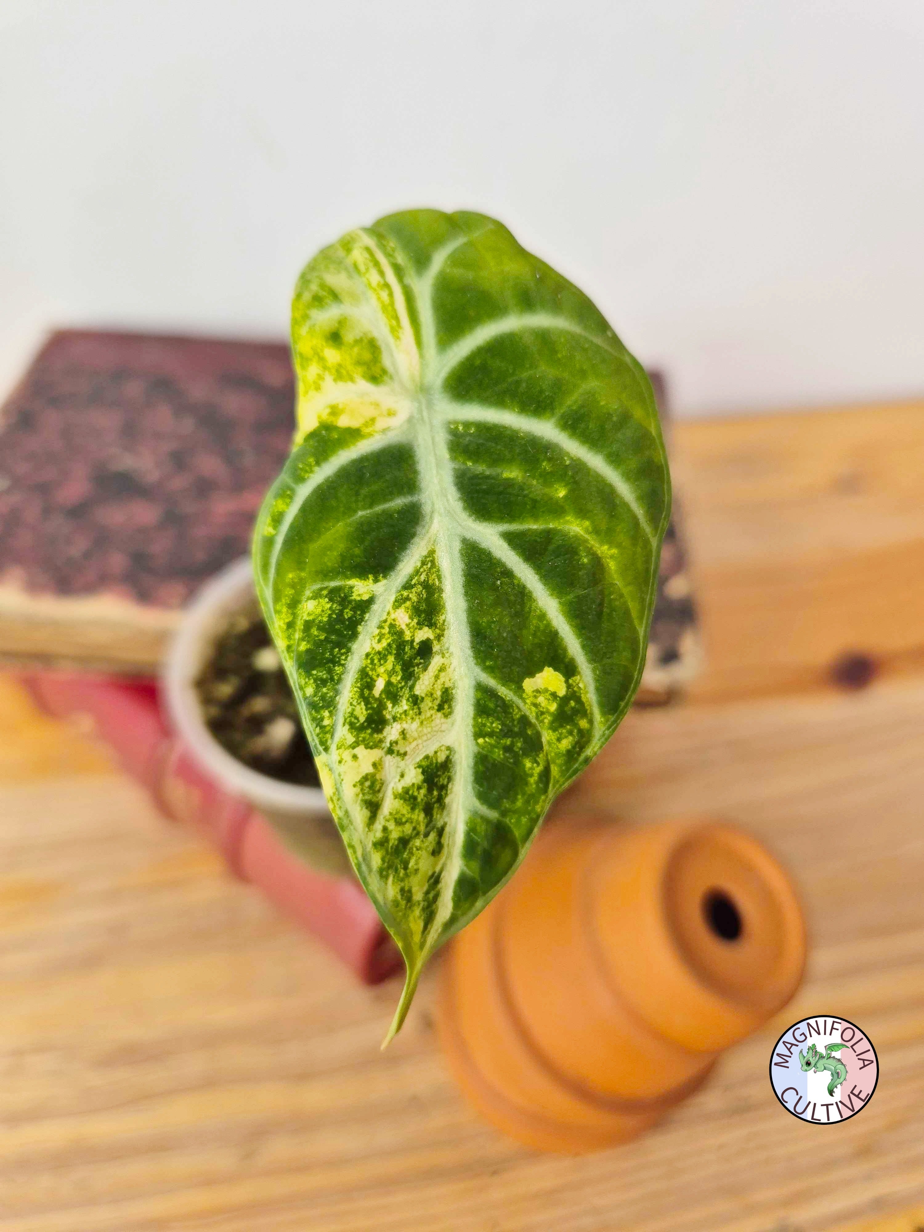 Alocasia 'Ninja Tricolor'