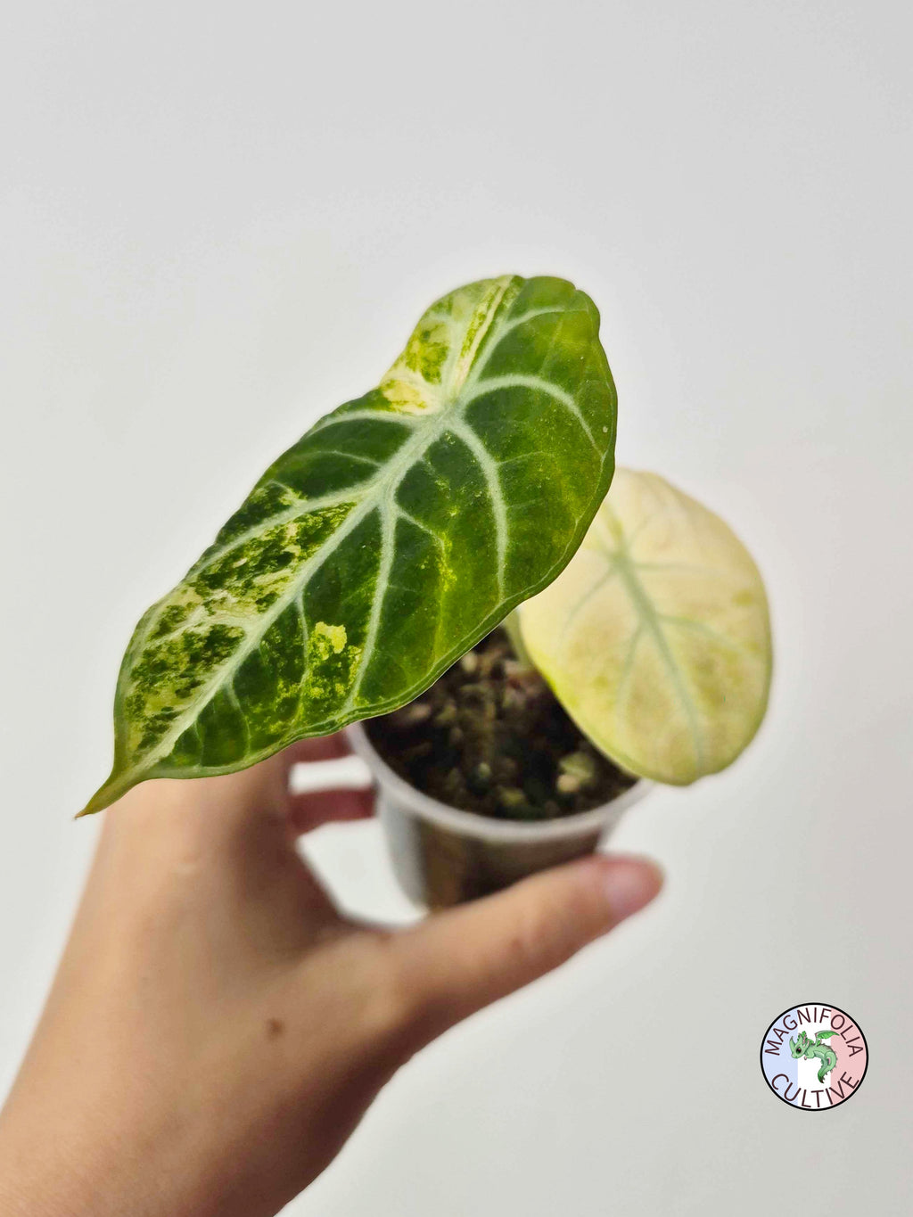 Alocasia 'Ninja Tricolor'