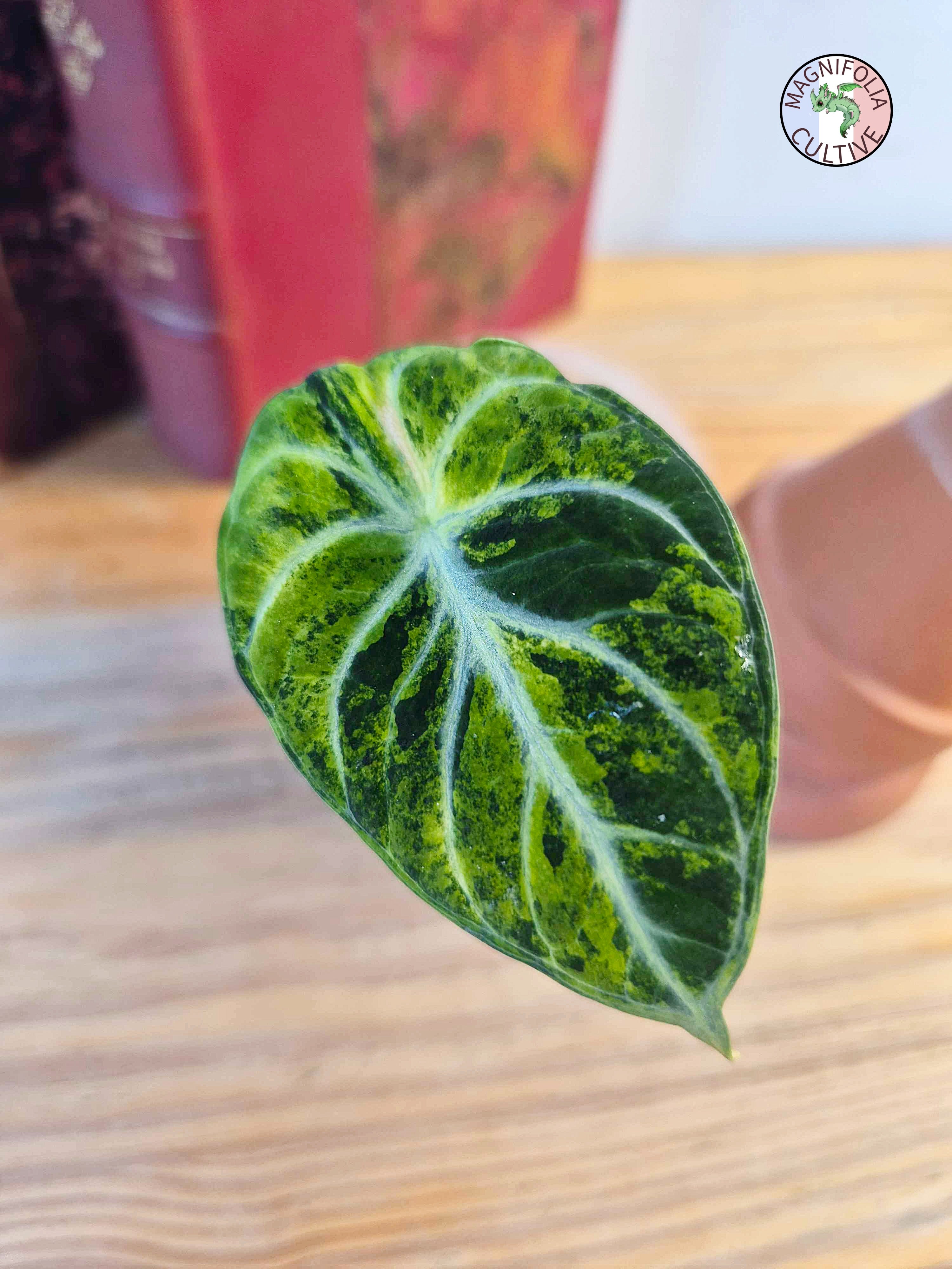 Alocasia 'Ninja Tricolor'