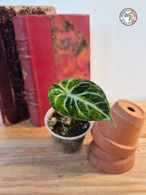 Alocasia 'Ninja Tricolor'