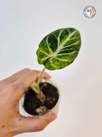 Alocasia 'Ninja Tricolor'
