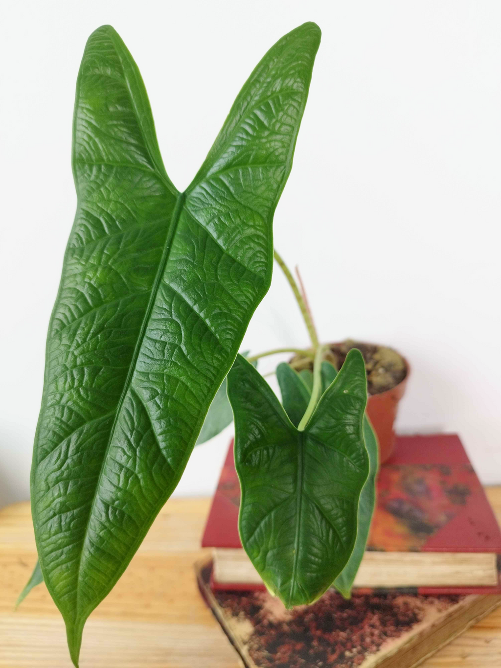 Alocasia sp 'Sulawesi Green Carpet'
