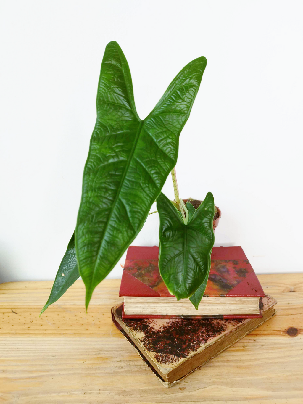 Alocasia sp 'Sulawesi Green Carpet'
