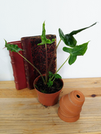 Alocasia 'Teletubbies'