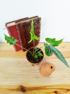 Alocasia 'Teletubbies'