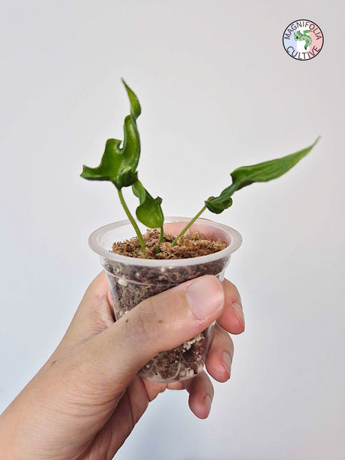 Alocasia 'Teletubbies'