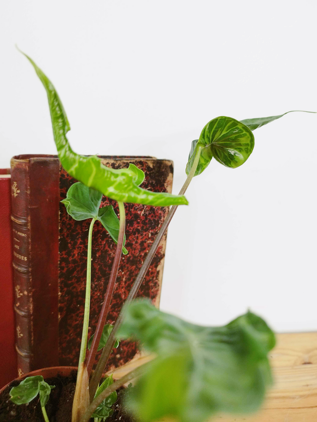 Alocasia 'Teletubbies'