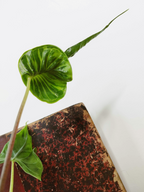 Alocasia 'Teletubbies'