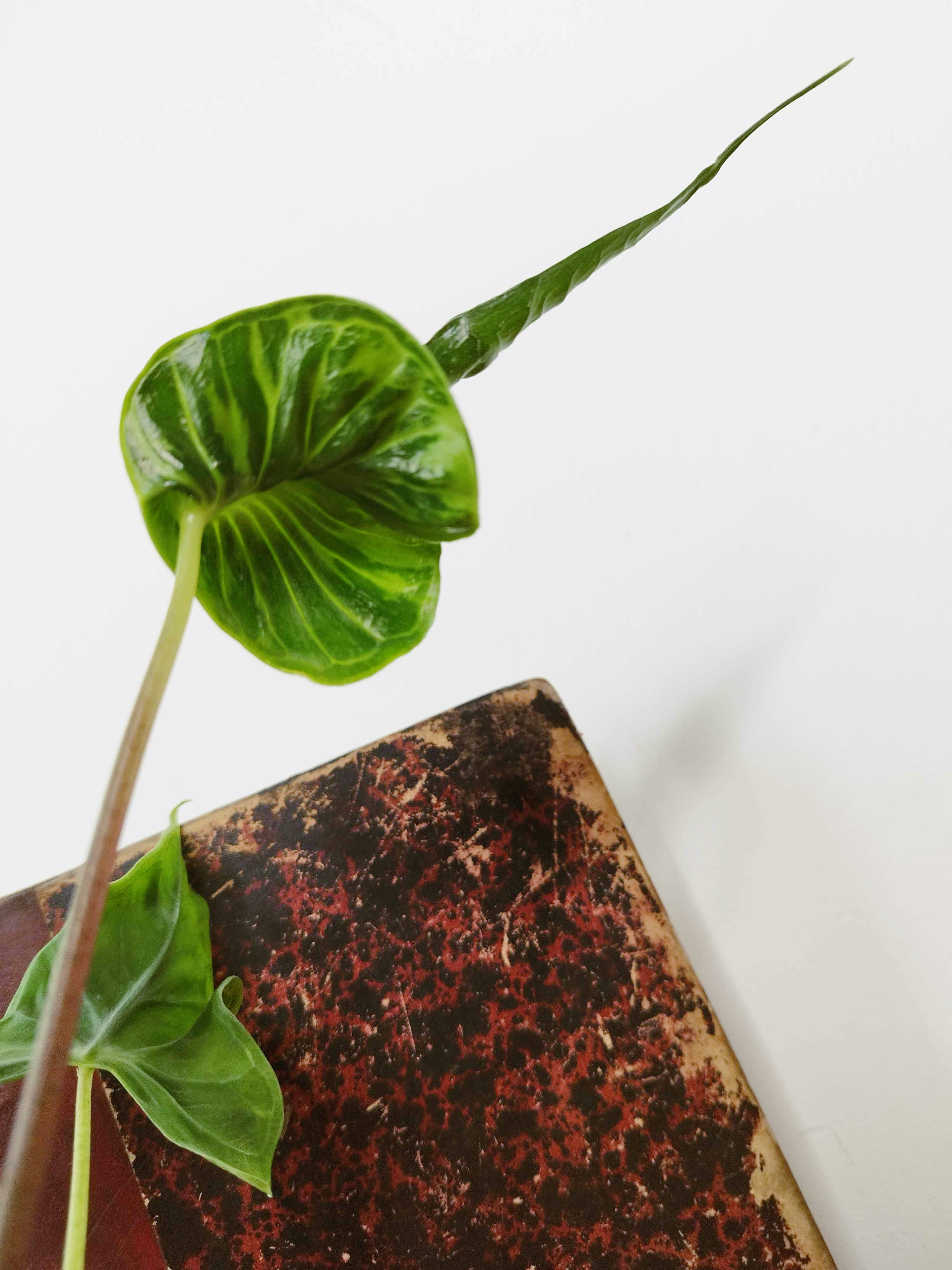 Alocasia 'Teletubbies'