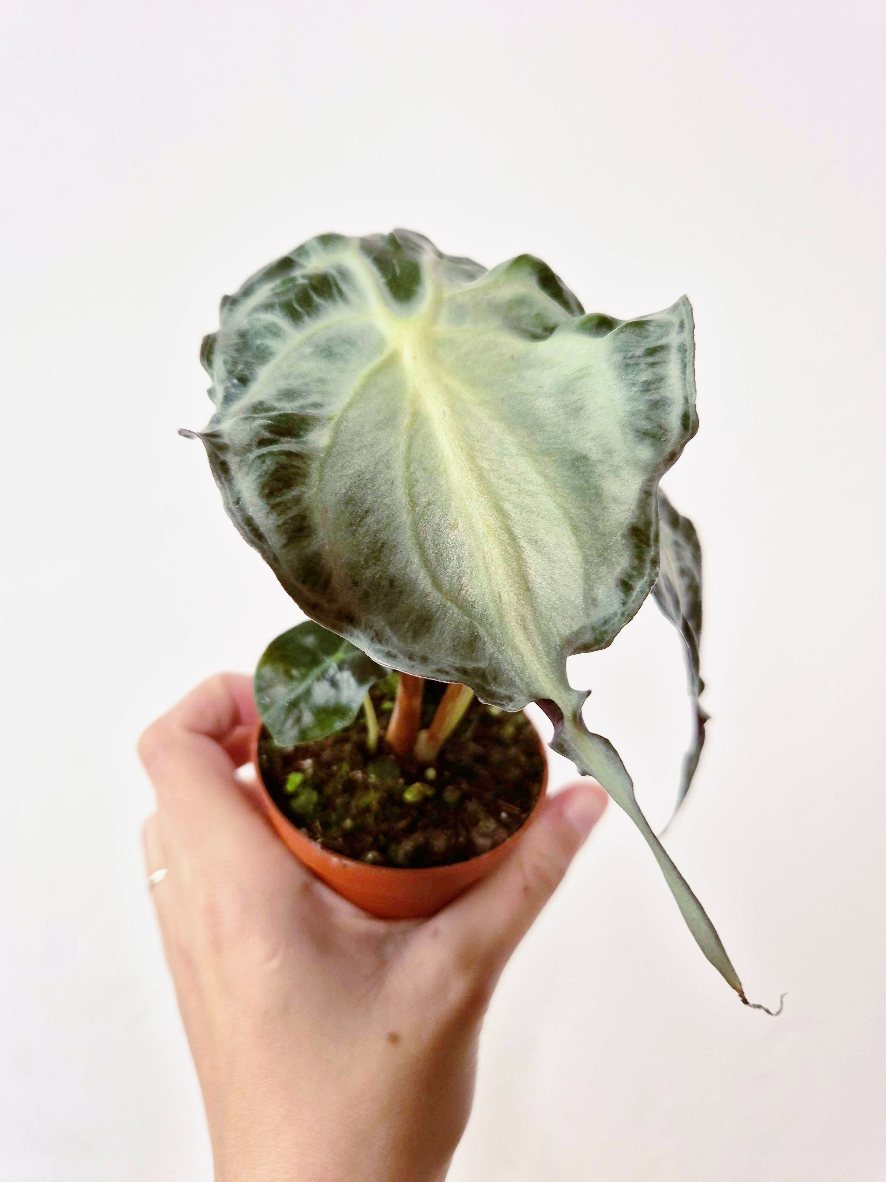 Alocasia 'Venom'