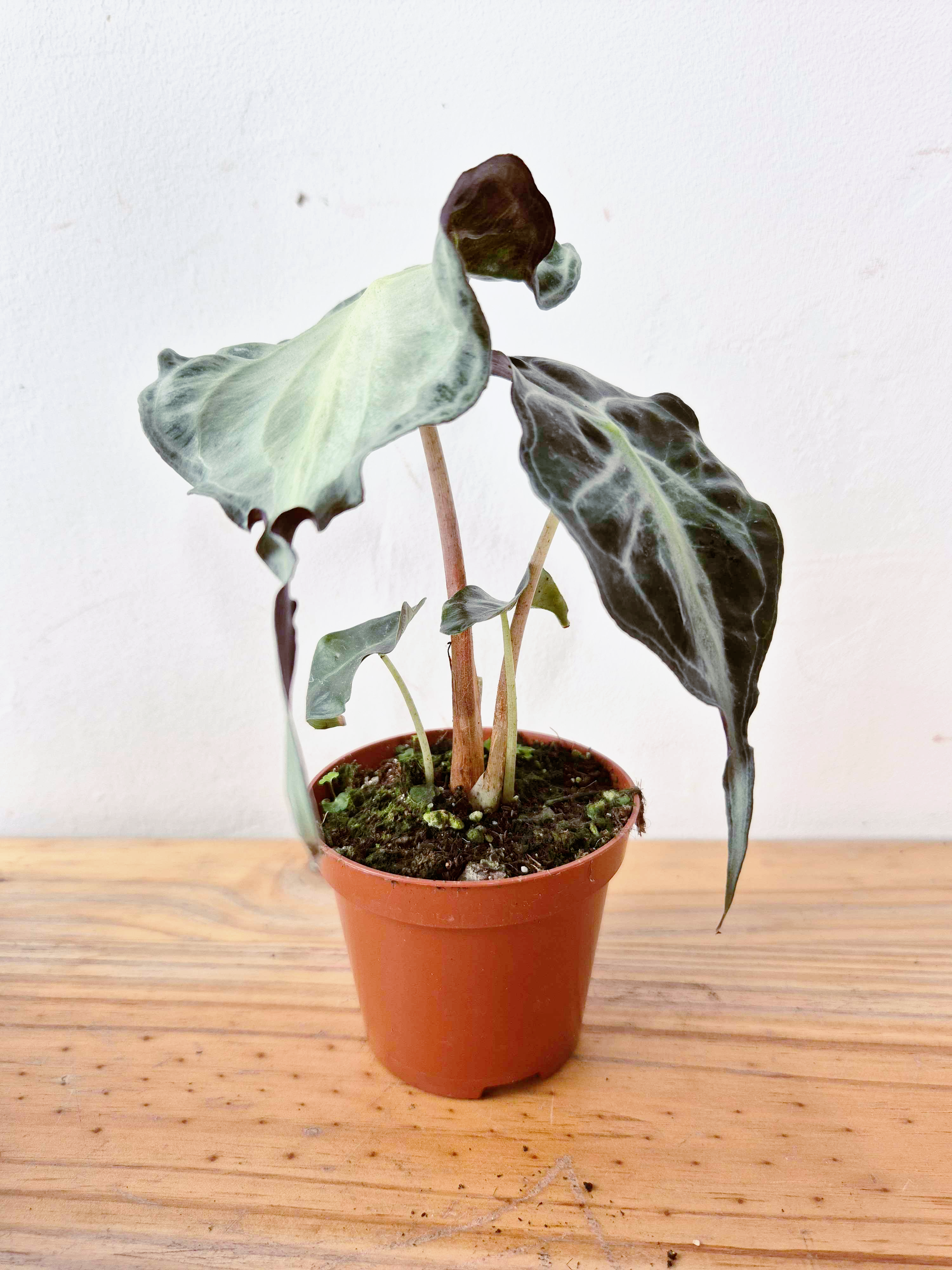 Alocasia 'Venom'