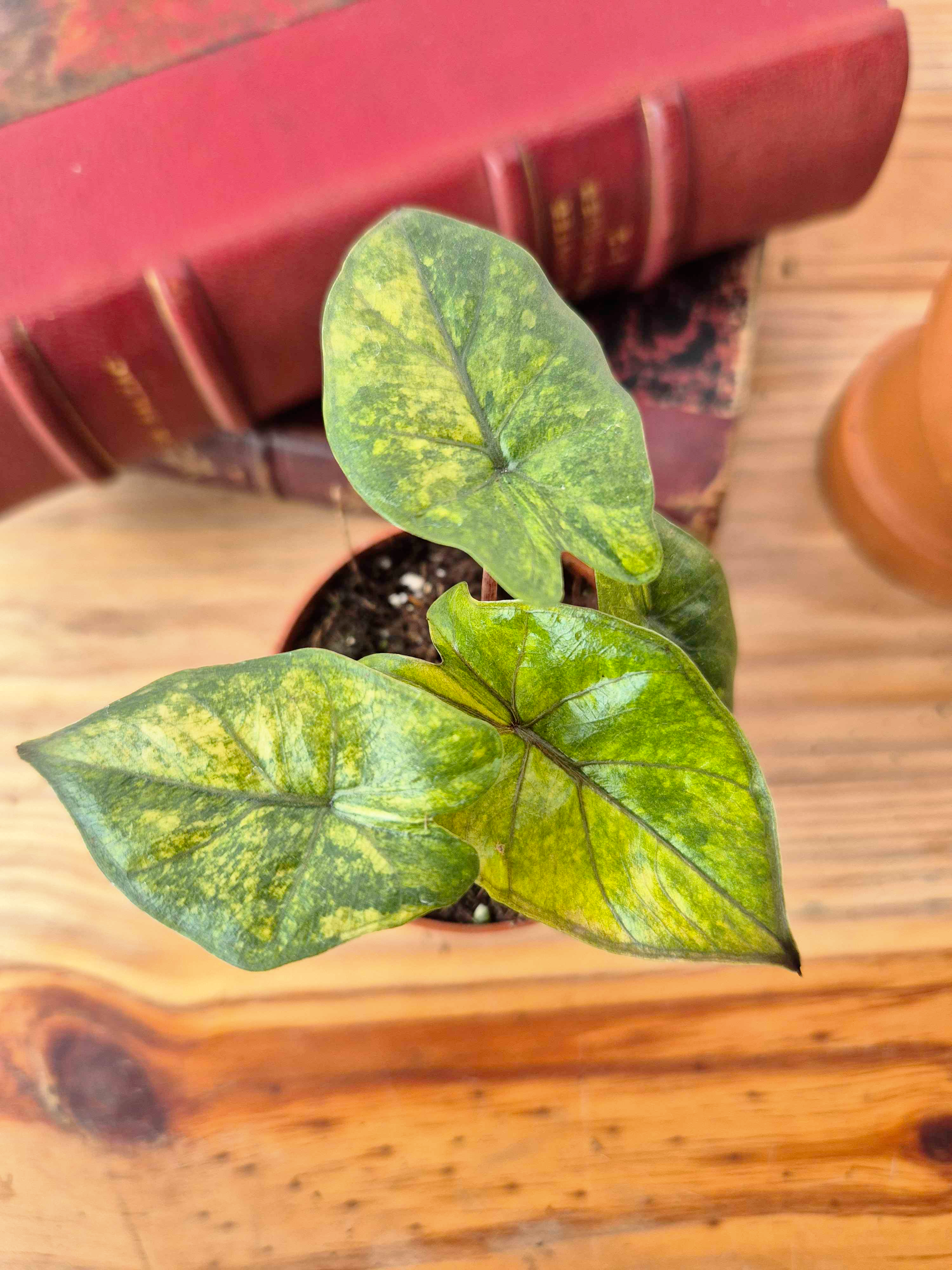 Alocasia 'Yucatan Princess Aurea'