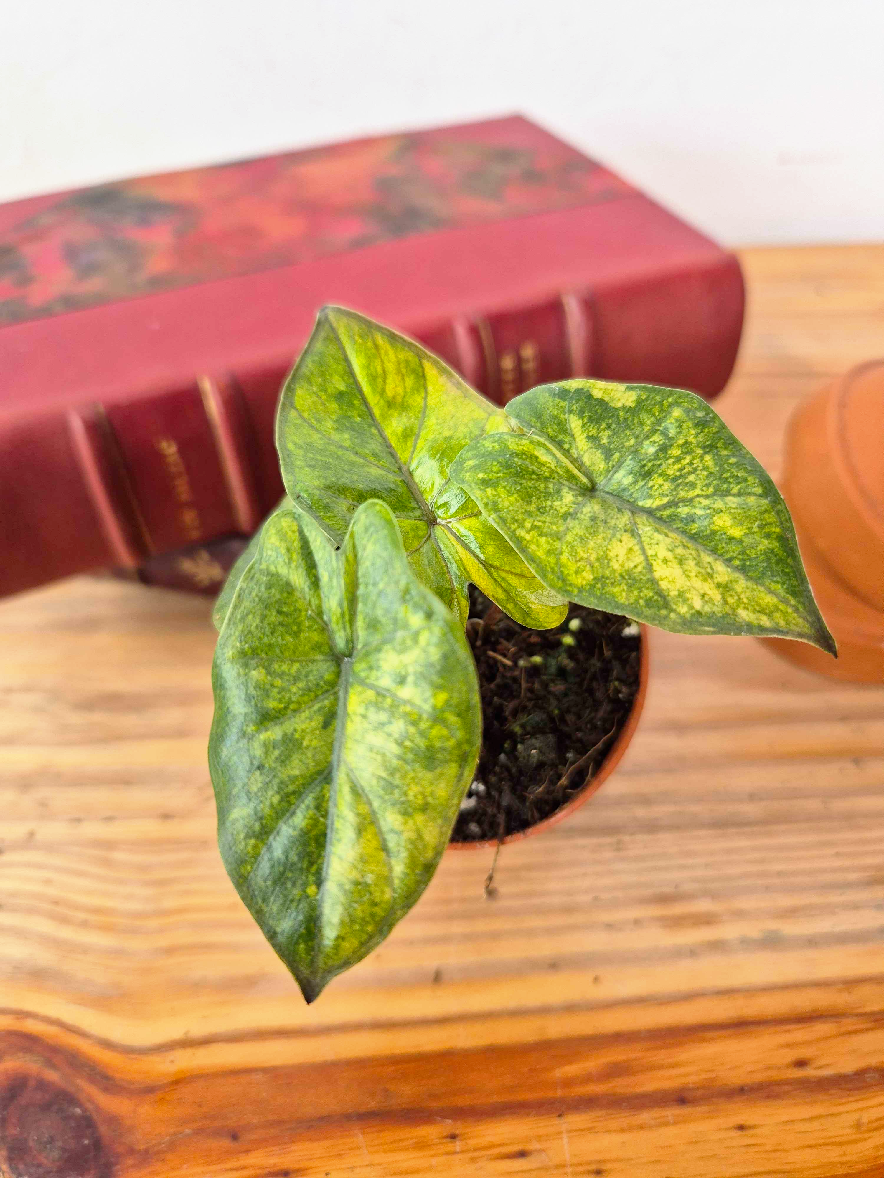 Alocasia 'Yucatan Princess Aurea'