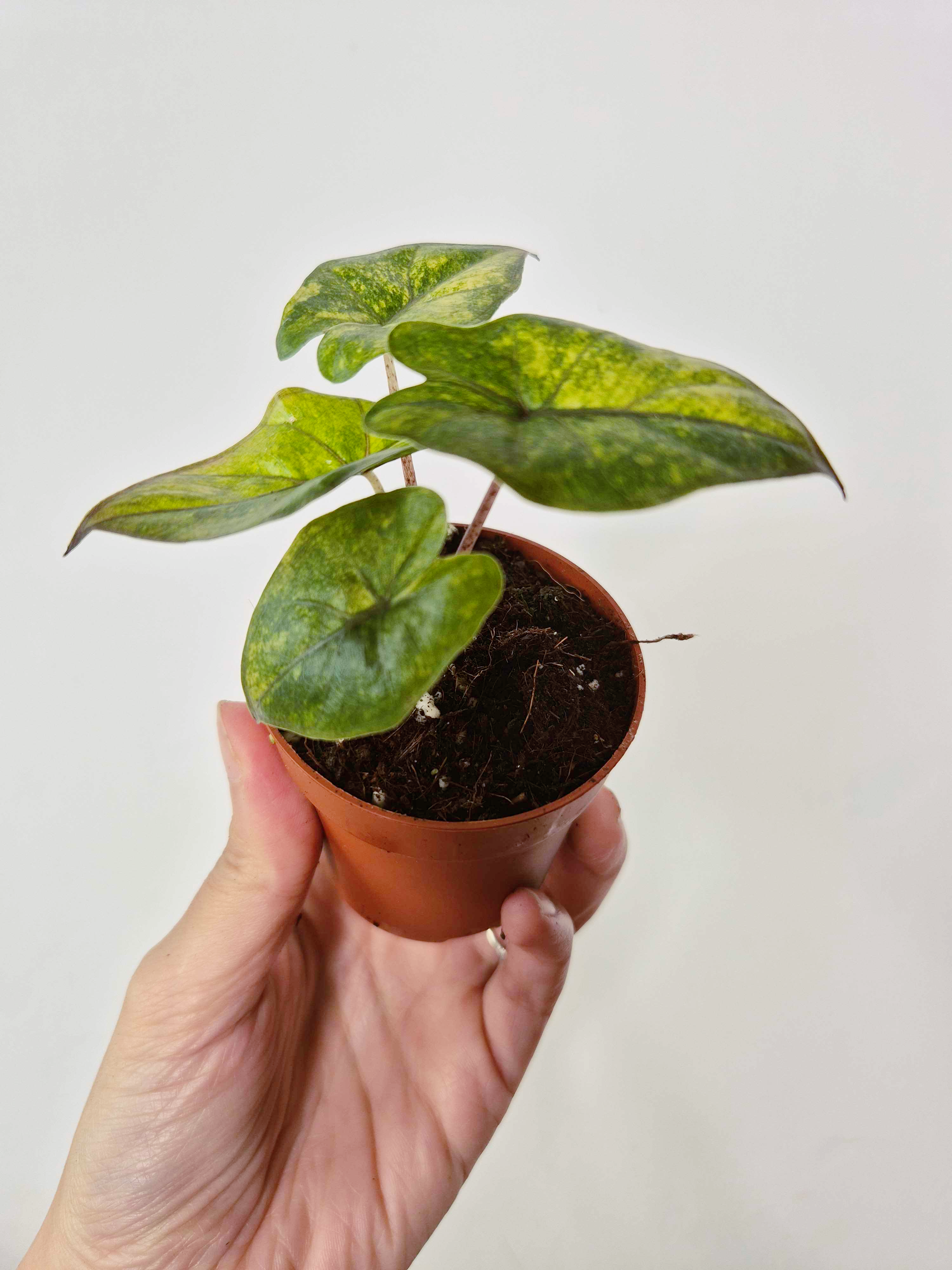 Alocasia 'Yucatan Princess Aurea'
