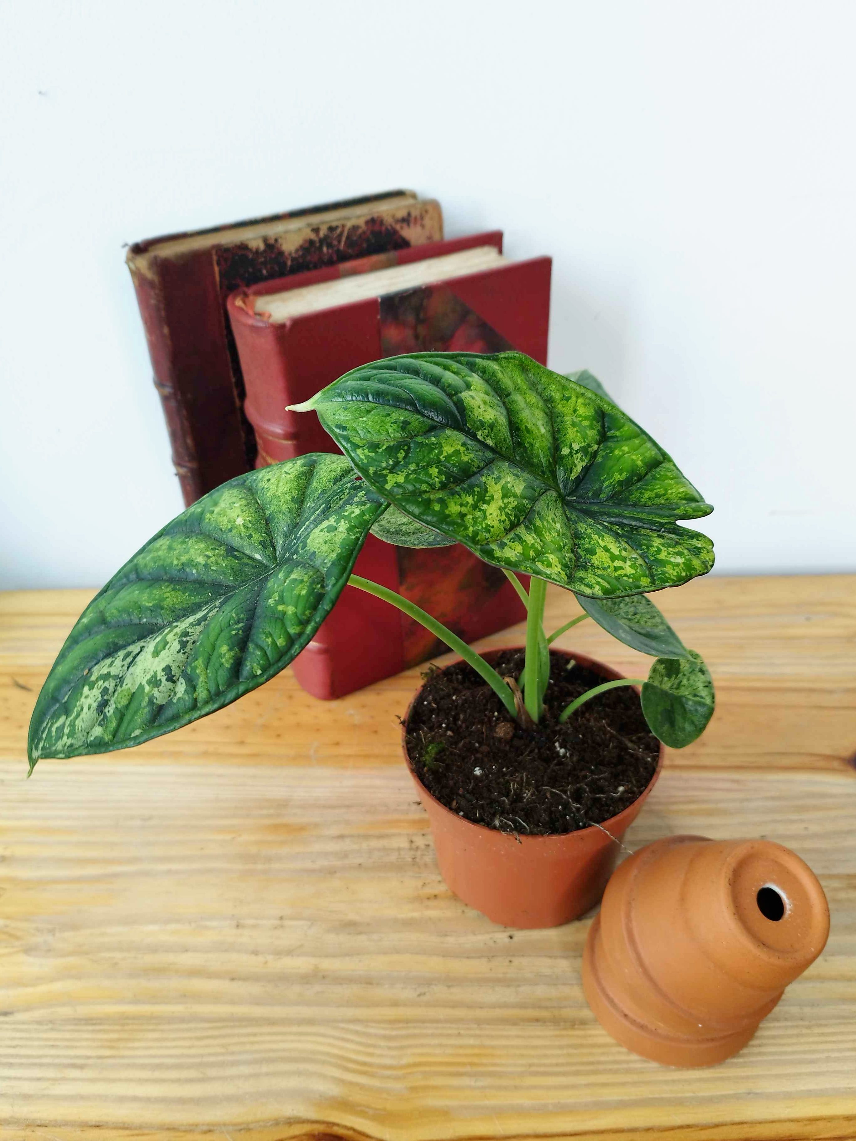 Alocasia baginda 'Dragon Scale' MINT